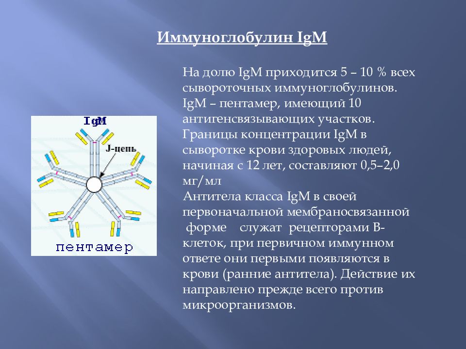 Иммуноглобулин функции ig. Анализ igg и igm результат. Иммуноглобулин g3. Время полужизни пены. Ig m что это.