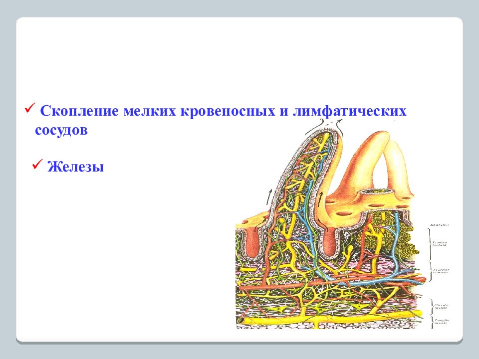 Мельчайшие кровеносные сосуды. Пищеварительные клеткиггубок. Пити строение. Ki3 строение. Mg2c3 строение.