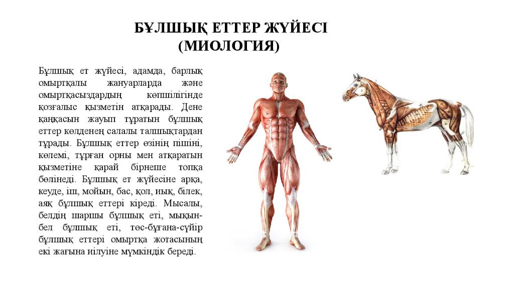 БҰЛШЫҚ ЕТТЕР ЖҮЙЕСІ (МИОЛОГИЯ)