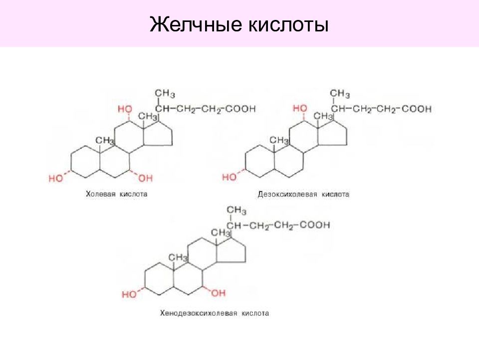 Липиды желчных кислот