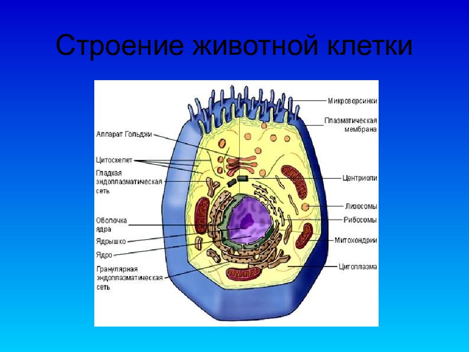 Клетка является единицей живого. Строение клетки животного и растения. Строение клетки анатомия. Структура животной клетки. Структура живой клетки.