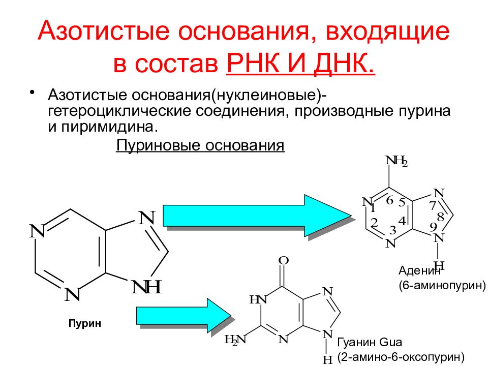 В состав нуклеотида входит азотистое основание. Пурин аденин гуанин. Пуриновые азотистые основания. Пуриновые основания РНК. Азотистые основания РНК формулы.