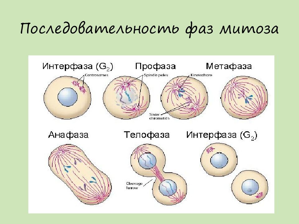 Последовательность фаз митоза