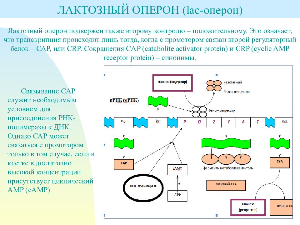 Присутствовавший или присутствующий. Лактоза Глюкоза оперон. 2. Лактозный оперон. Лактозный оперон позитивная регуляция. Лак оперон позитивная регуляция.