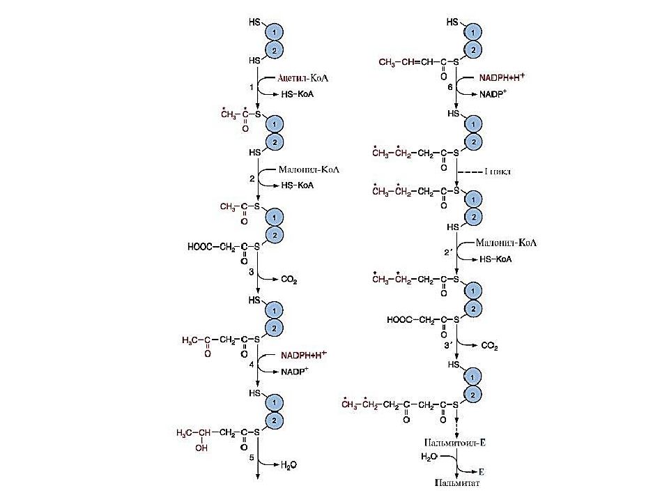 Схема пальмитат синтетазного комплекса