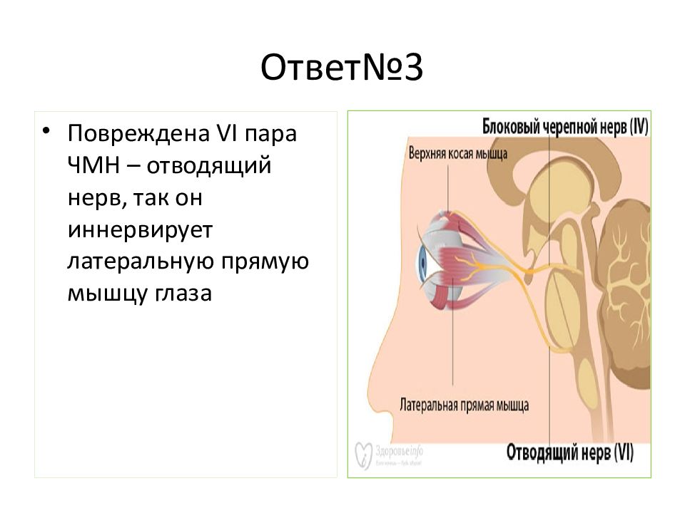 Анатомия 2