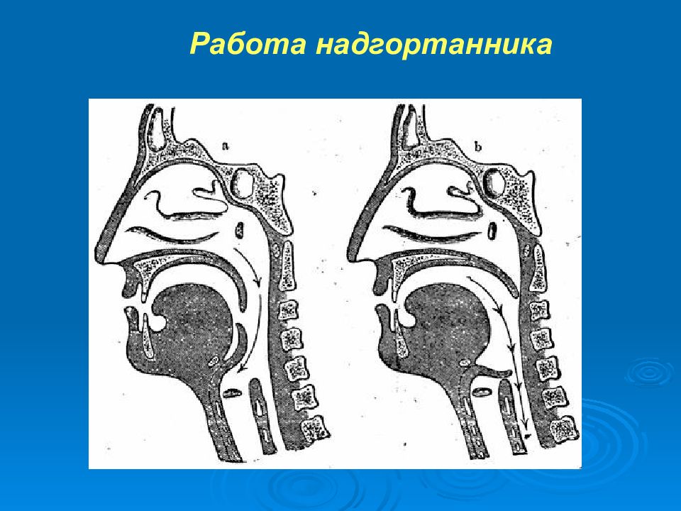 Рисунок надгортанника. Положение мягкого неба и надгортанника при дыхании и глотании. Положение мягкого неба и надгортанника. Положение мягкого неба и надгортанника при дыхании.