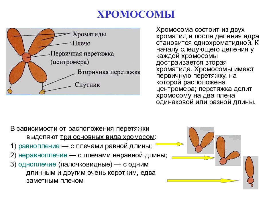 Хроматид в ядре. Хромосома состоит из. Хроматида. Хромосома состоит из д. Хромосома из двух хроматид.