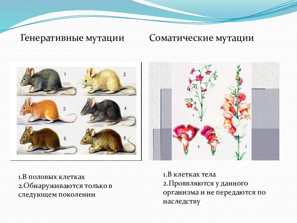 Спонтанная мутация. Спонтанные мутации примеры. Примеры индуцированных мутаций. Примеры спонтанных и индуцированных мутаций. Индуцированный мутагенез примеры.