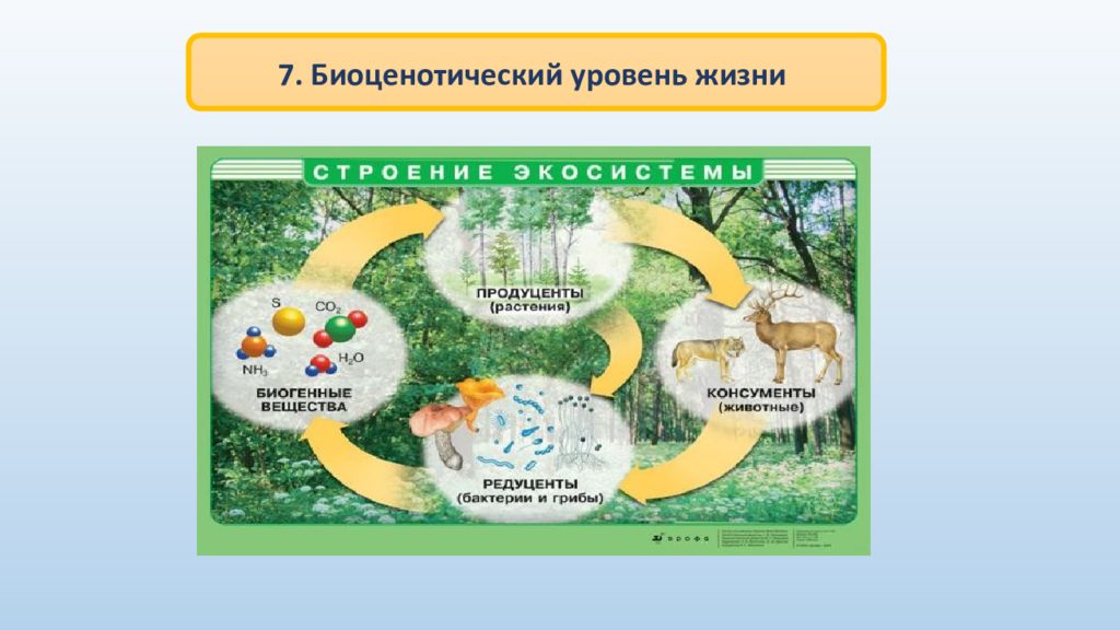 Биосферно биогеоценотический уровень организации. Биоценотический уровень организации живой материи. Биоценотический уровень жизни. Биоценотический уровень организации жизни. Уровни организации живого биоценотический.