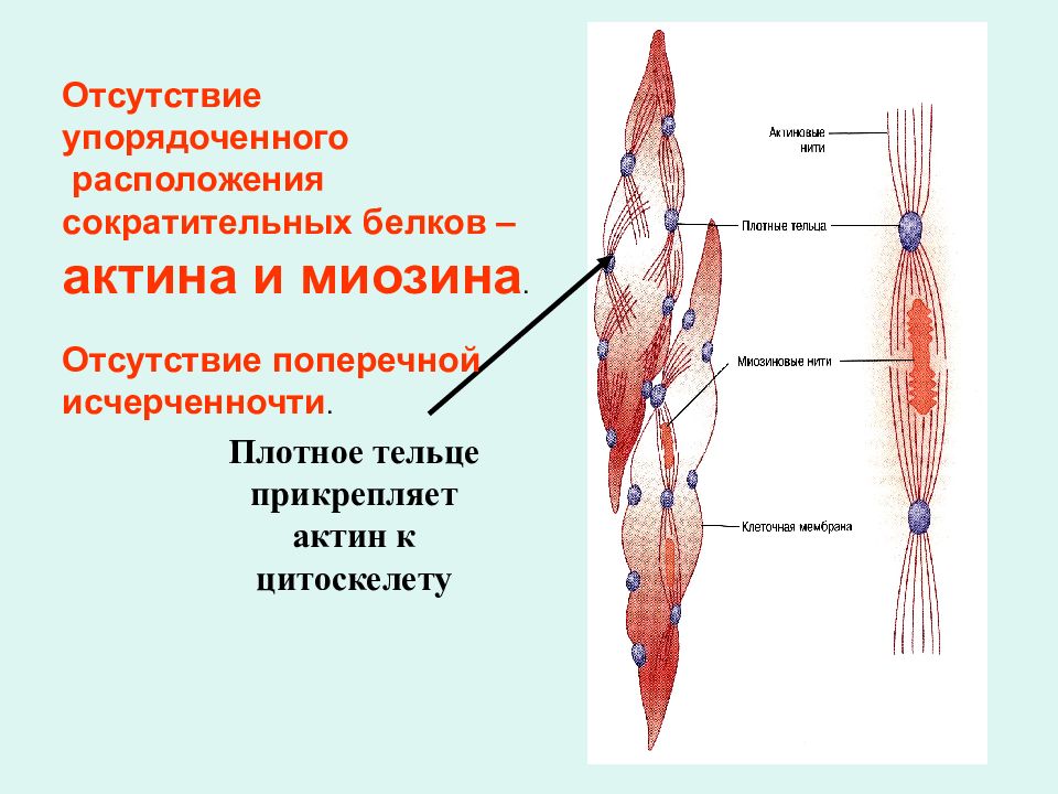 Актин ткань. Мышечная ткань актин и миозин. Строение мышцы актин и миозин. Актин и миозин в гладкомышечной ткани. Гладкие мышцы располагаются в.