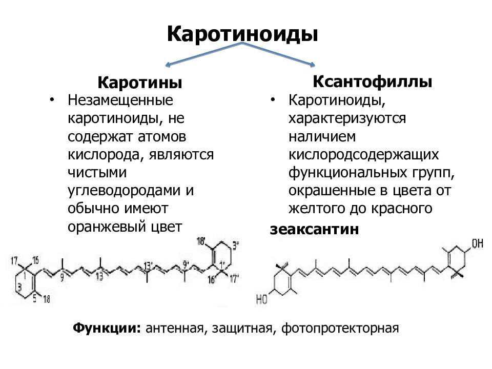 Каким номером на рисунке обозначена структура накапливающая каротиноиды