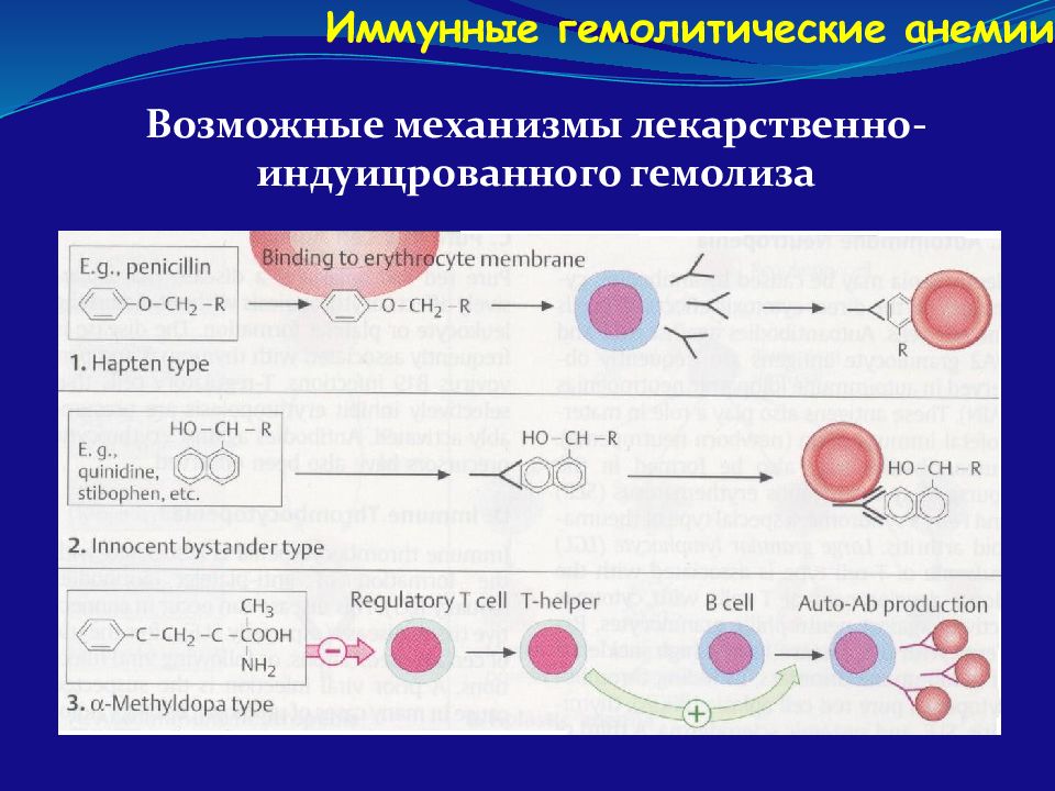 Аутоиммунная гемолитическая анемия презентация