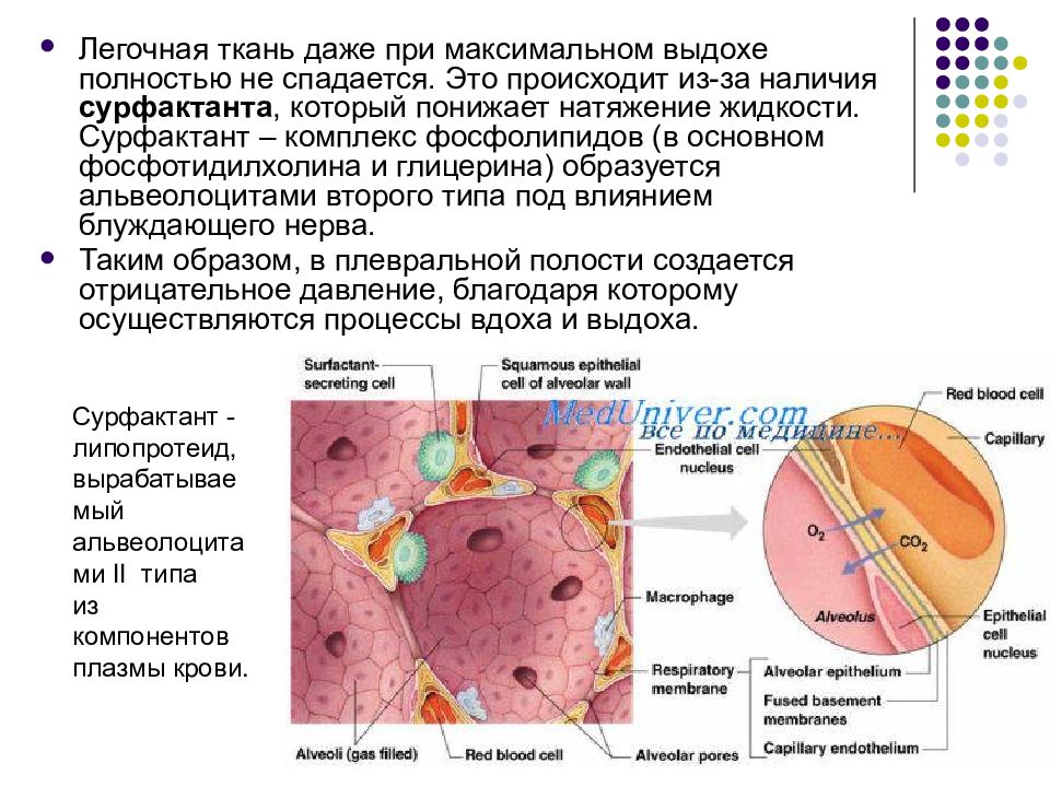 Происходит наличии. Легочная тень формируется из. Эластичная легочная ткань.