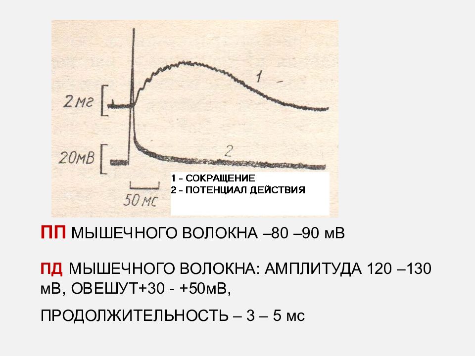 Мв это. Потенциал действия скелетной мышцы. Потенциал действия мышечного волокна. График потенциала действия скелетного мышечного волокна. Продолжительность потенциала действия мышечного волокна.