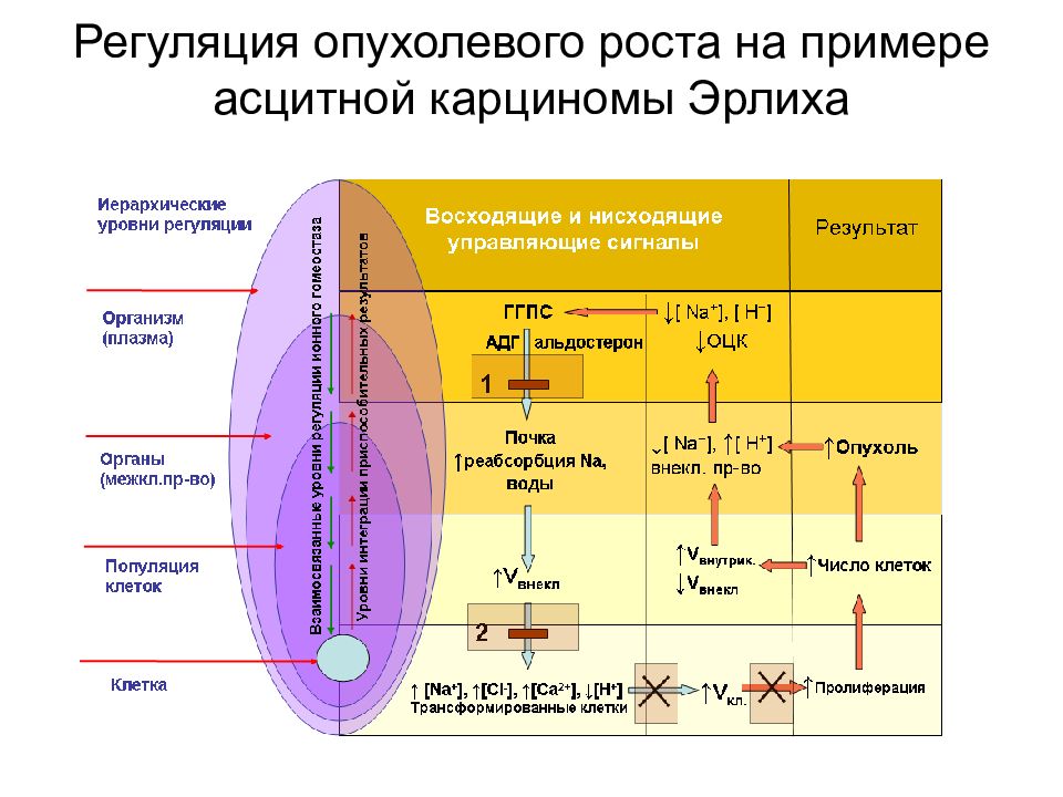 Водно солевой обмен картинки