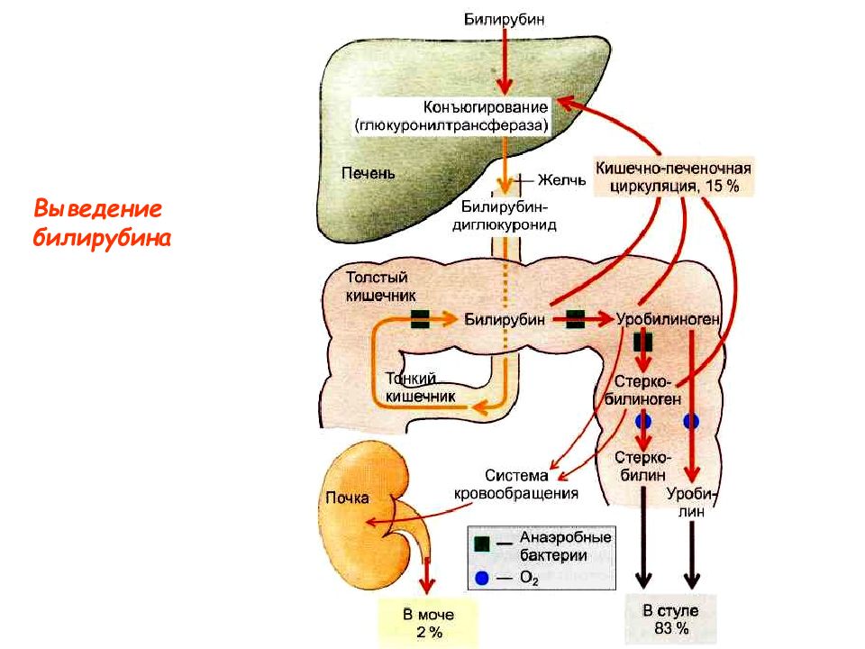 Путь билирубина в организме схема