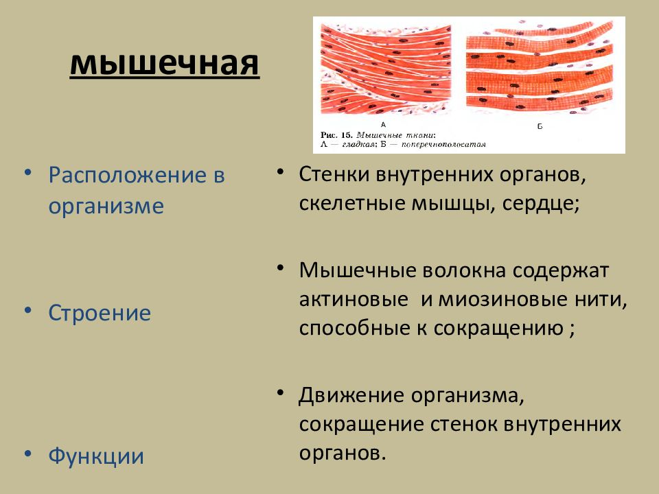 Какими буквами обозначены изображения гладкой мышечной ткани