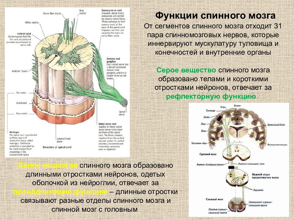 От спинного мозга отходят нервы. 31 Пара нервов спинного мозга. Спинной мозг 12 пар нервов. Спинной мозг функции спинного нерва. Нервы от спинного мозга.