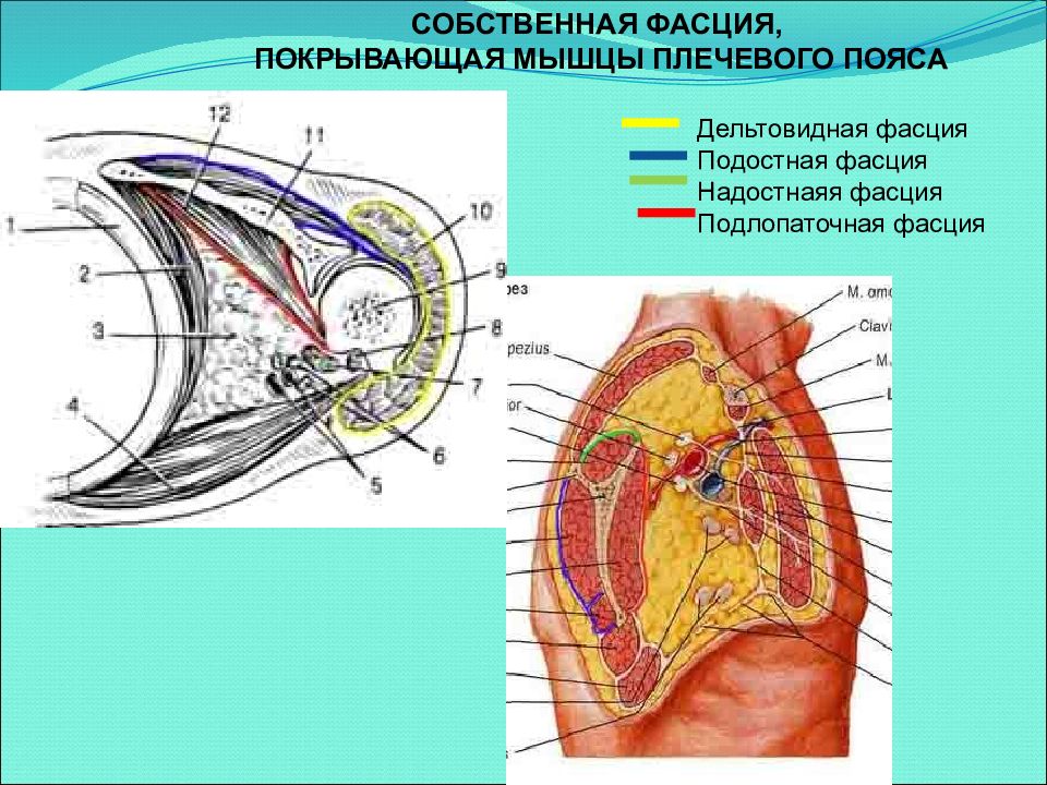 Фасции мышц. Дельтовидная фасция. Фасция дельтовидной мышцы. Мышцы и фасции плечевого пояса.