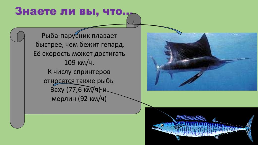 Индо-тихоокеанский голубой марлин. Парусник (istiophorus platypterus). Какая рыба плавает быстрее всех. Рыба парусник. Рыба парусник скорость плавания.