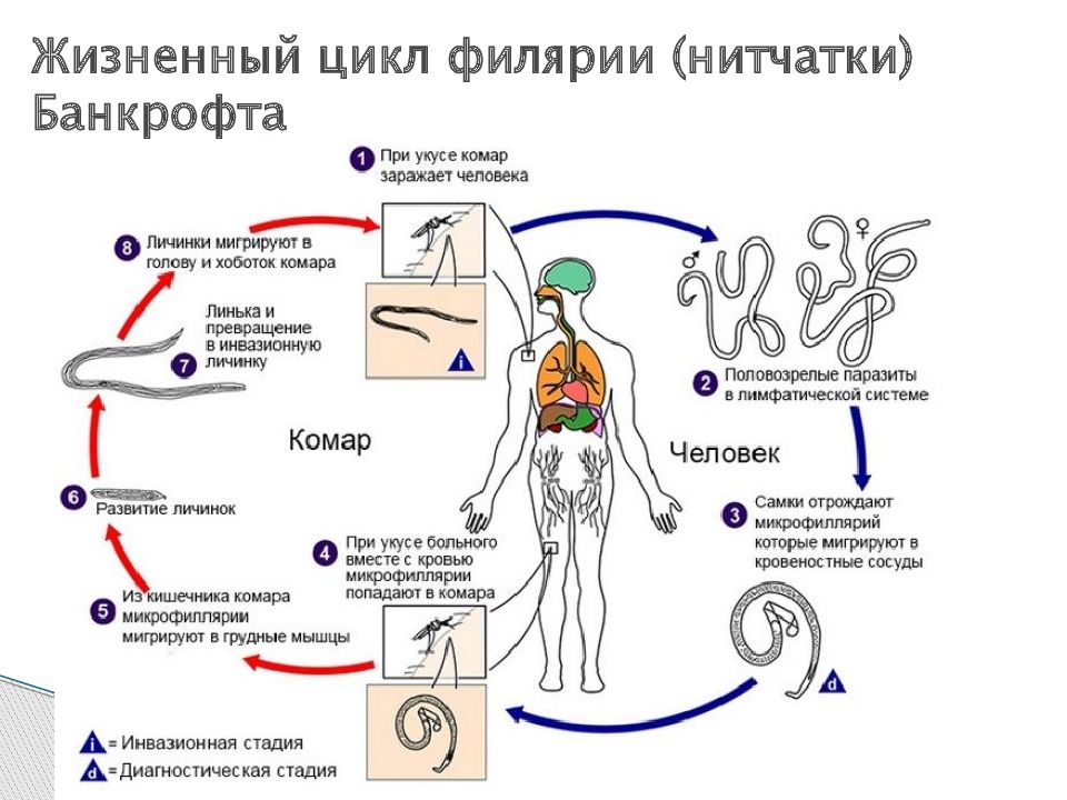 Жизненный цикл человека схема