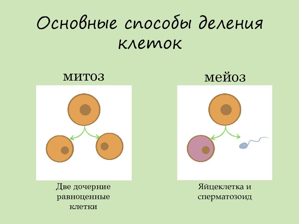 Основные способы деления клеток