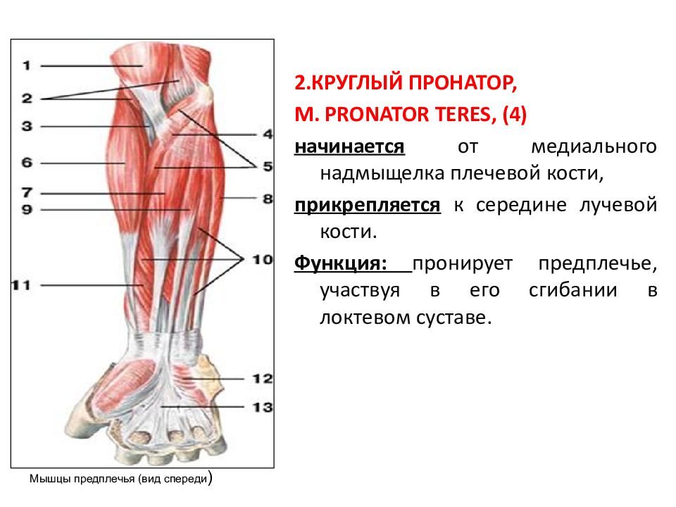 Медиальный надмыщелок плечевой кости. Пронатор и супинатор. Мышцы супинаторы и пронаторы стопы. Круглый пронатор мышца анатомия. Круглый пронатор мышца предплечья.