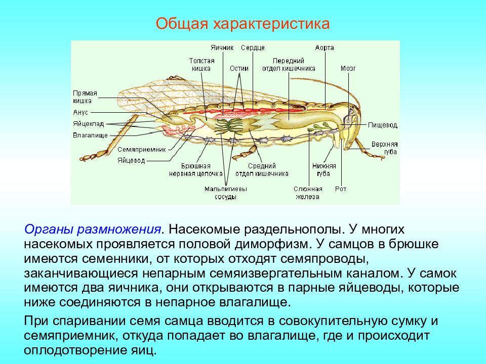 Сетчатая нервная. Нервная система комара. Транспортная система у насекомых. Нервная система насекомых картинки. Половая система насекомых.