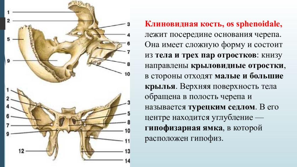 Крыловидная кость. Клиновидный отросток клиновидной кости. Клиновидная кость анатомия человека. Крыловидный отросток клиновидной кости анатомия. Клиновидная кость (os sphenoidale).