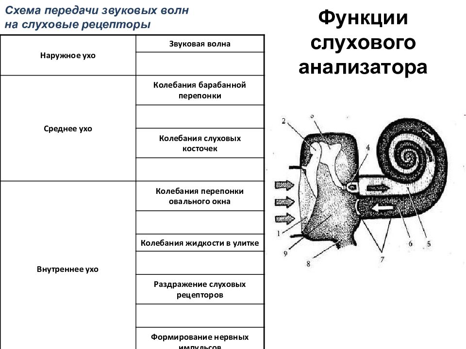 Рецепторы слухового анализатора расположены. Структура строение функции слухового анализатора. Морфофункциональная организация слухового анализатора. Функции слухового анализатора таблица. Структуры и функции слухового анализатора.