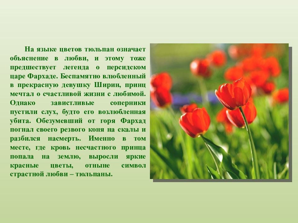 Факты о тюльпанах. Тюльпан Легенда о цветке. Что означает тюльпан на языке цветов. Доклад про тюльпан. Описание цветка тюльпана.