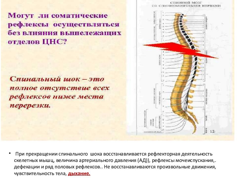 Лекция 5 Физиология нервной системы