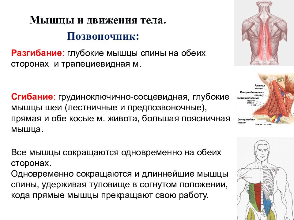 Разгибание шеи мышцы. Предпозвоночные мышцы спины. Введение в мышечную систему.