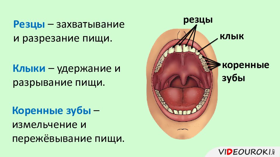 Почему зубы отличаются. Резцы клыки и коренные зубы. Зубы анатомия резцы клыки. Строение резцов Клыков и коренных зубов. Строение зубов резцы клыки.