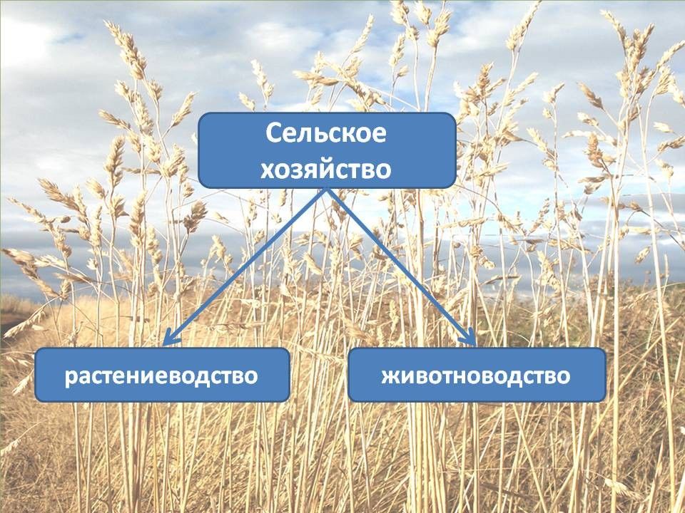 Презентация на тему сельское хозяйство