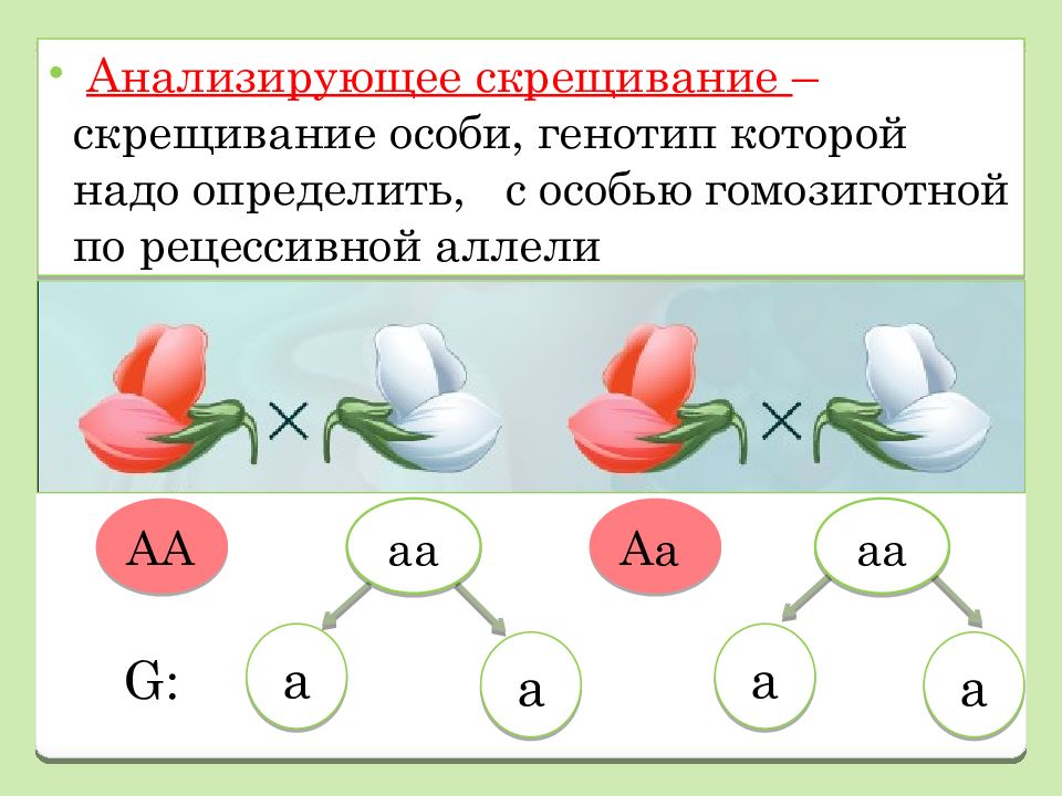 Какое скрещивание анализирующее. Анализирующее скрещивание проводят с целью. Аналитическое скрещивание. Генотип гомозиготной рецессивной особи. Цель анализирующего скрещивания.