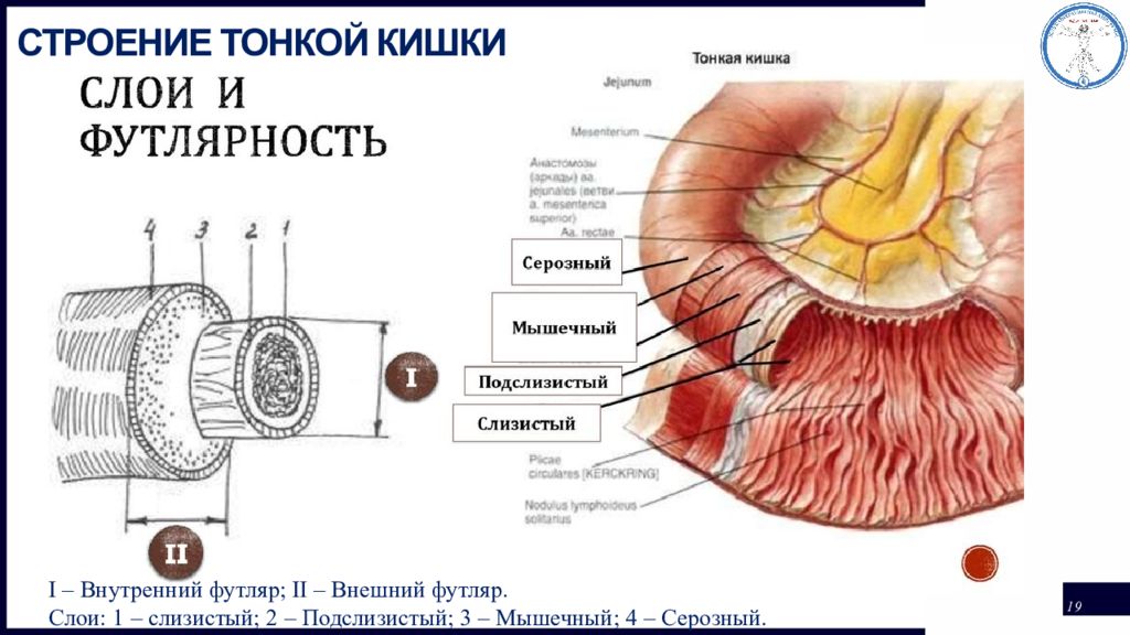 Строение тонкой. Послойное строение кишечника. Слои стенки тонкой кишки. Строение тонкой кишки серозная оболочка.