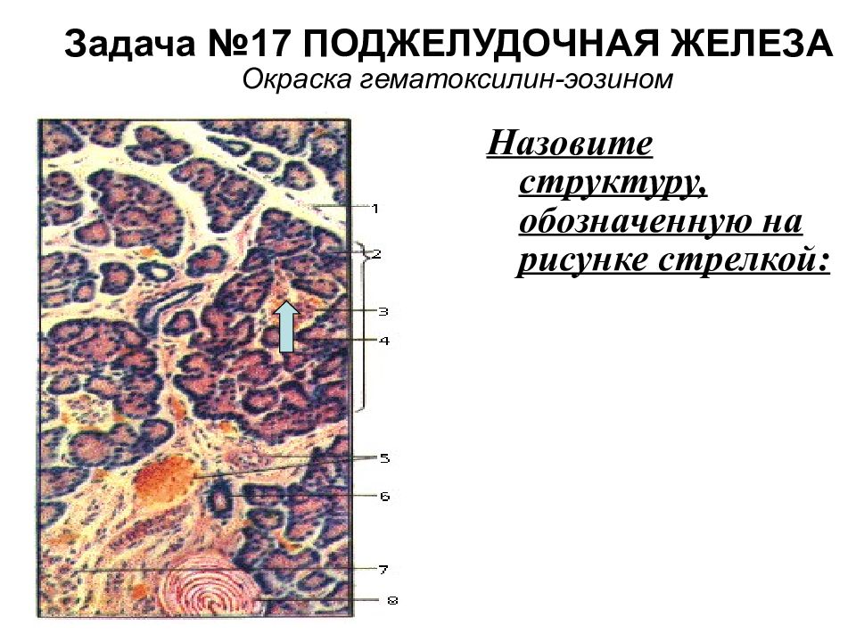 Железы задания. Поджелудочная железа гистология гематоксилин эозин. Поджелудочная железа гистология препарат гематоксилин эозин. Поджелудочная железа гистология Быков. Гистология печени и поджелудочной железы.