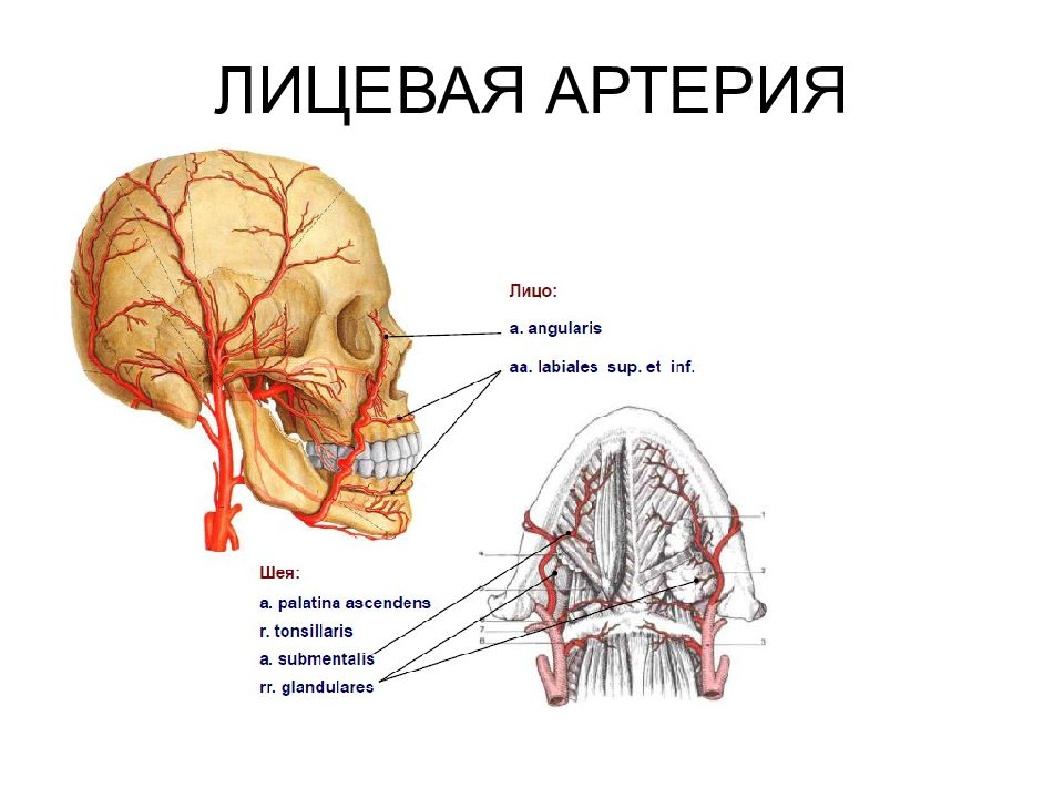 Артерии головы и шеи презентация