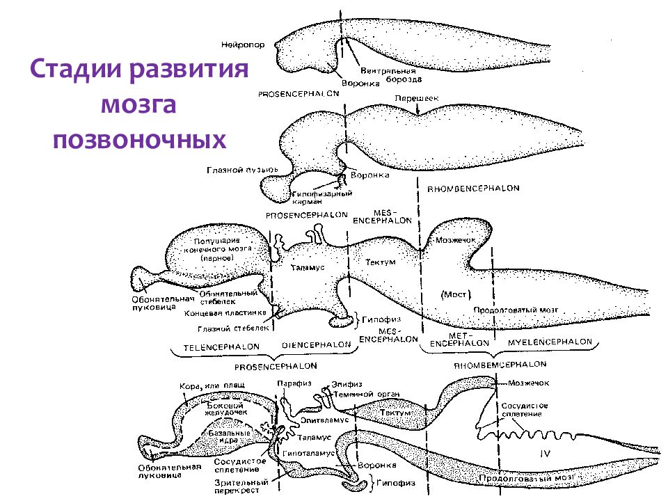 Легшего развития. Нервная система позвоночных схема. Этапы развития мозга. Стадии развития мозга. Этапы эволюции позвоночных.