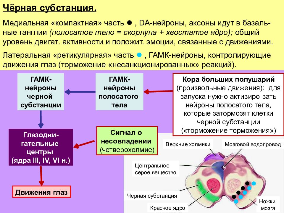 Какая субстанция. Черная субстанция физиология. Связь черной субстанции с базальными ядрами. Связь черной субстанции с базальными ядрами физиология. Роль черной субстанции среднего мозга.