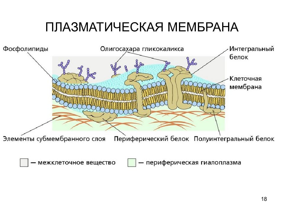 Поверхностный комплекс. Поверхностный аппарат клетки плазматическая мембрана. Строение плазматической мембраны. Гликокаликс мембрана и субмембранный комплекс. Субмембранный аппарат клетки.