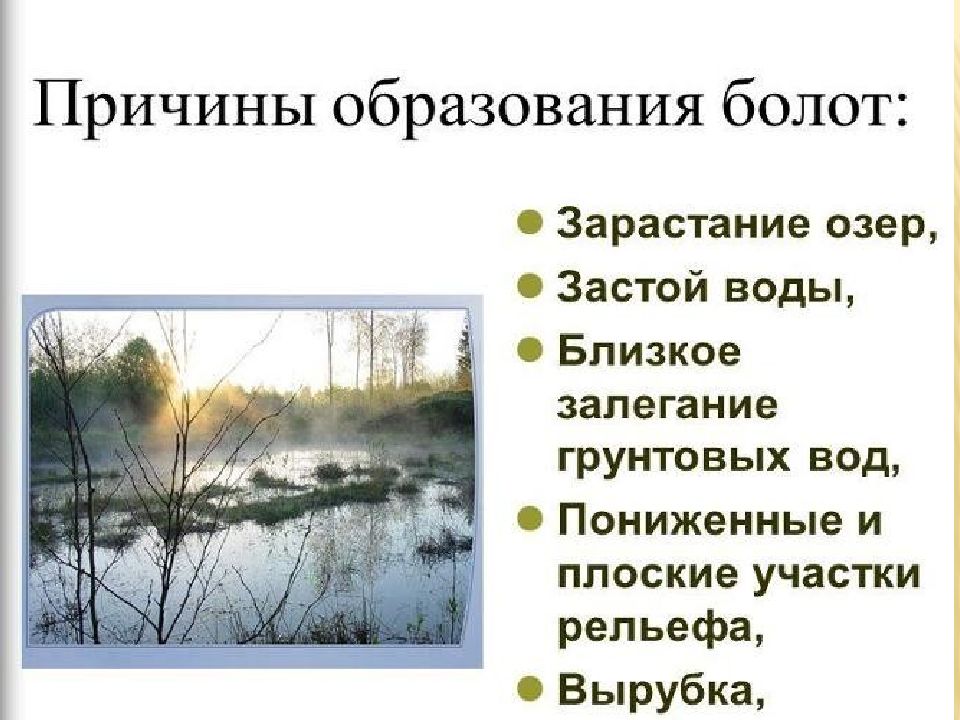 Режимы болот. Причины формирования болот. Причины образования болот. Презентация на тему болото. Значение болота в природе.