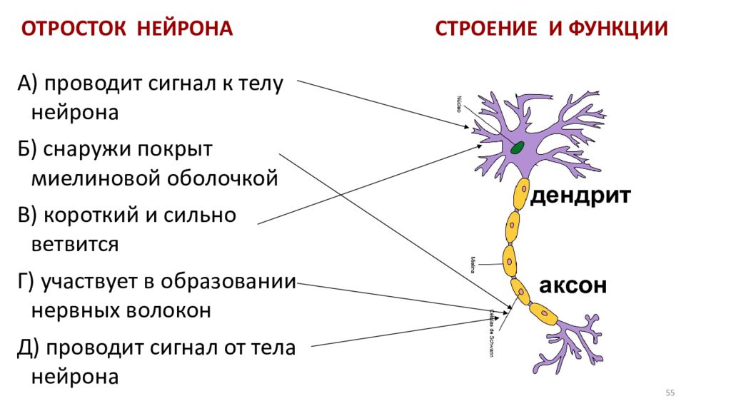 Короткий и сильно ветвится. Нейрон строение и функции. Отросток нервной клетки. Отростки нейрона. Строение отростков нейрона.