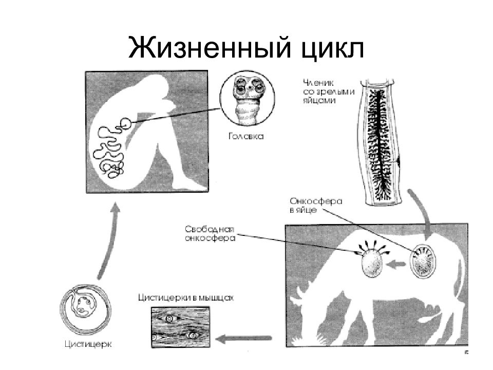 Жизненный цикл бычьего цепня начиная с яйца