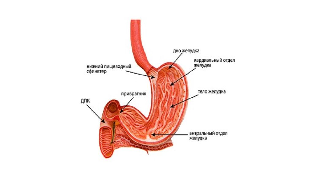 Части органа желудка. Отметь особенность этого органа желудок.