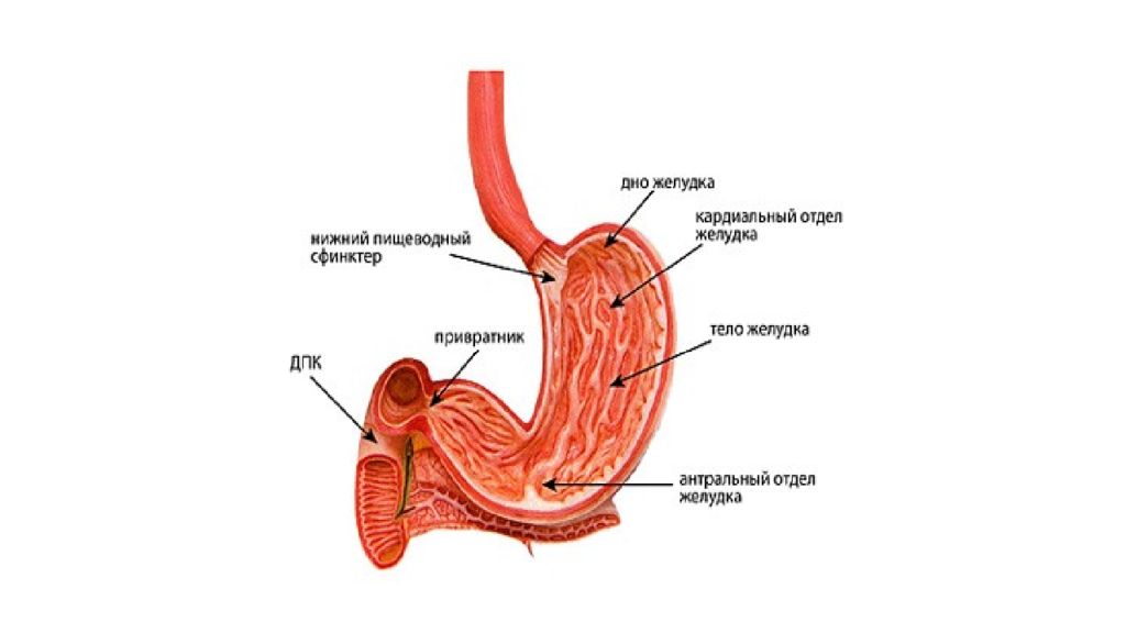 Органы желудка