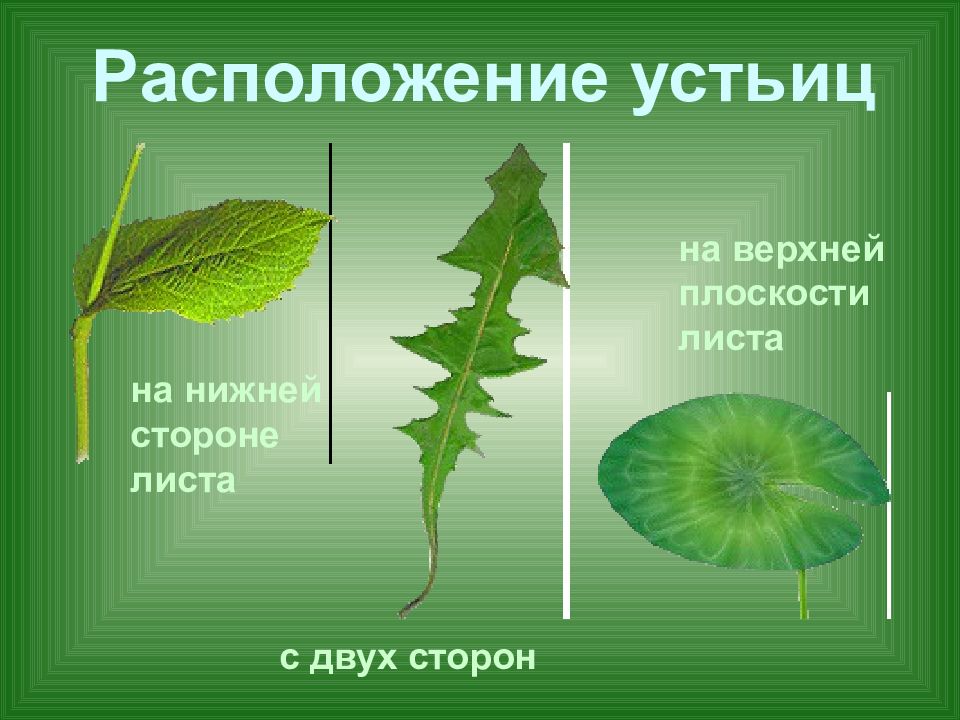 Презентация на тему дыхание растений и животных 6 класс