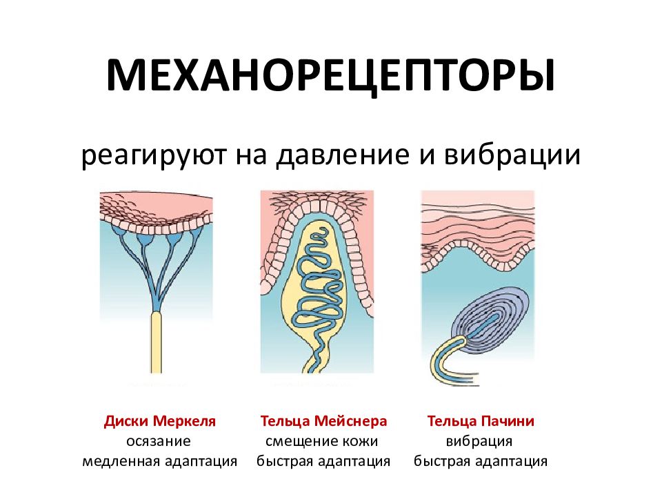 Что воспринимают изображенные на рисунке рецепторные клетки